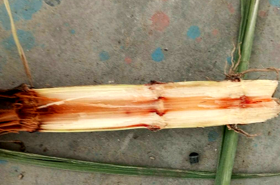 पर्सा, बाराको उखुमा रेड रोट रोगको प्रकोप